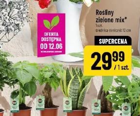 Rośliny zielone mix