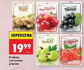 Krzewy owocowe pienne