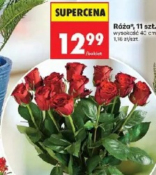 Róża