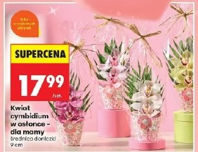 Kwiat cymbidium w osłonce – dla mamy