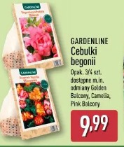 Gardenline Cebulki begonii Opak. 3/4 szt. dostępne m.in. odmiany Golden Balcony, Camelia, Pink Balcony