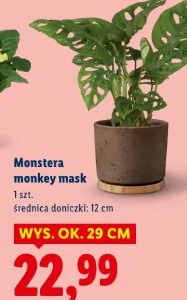 Monstera monkey mask