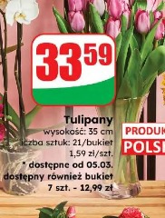 Tulipany