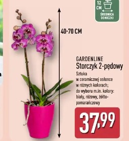 Gardenline Storczyk 2-pędowy