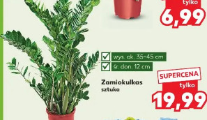 Zamiokulkas