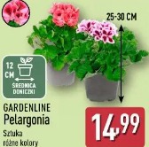 Gardenline Pelargonia