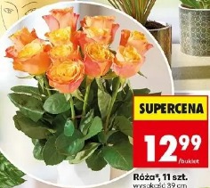 Róża 11 szt.