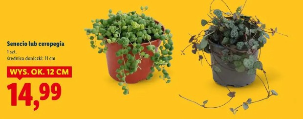 Senecio lub ceropegia