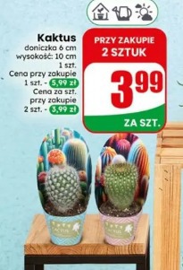 Kaktus