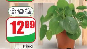 Pilea
