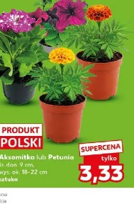 Aksamitka lub Petunia