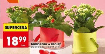 Kalanchoe w donicy