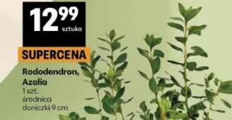 Rododendron, Azalia