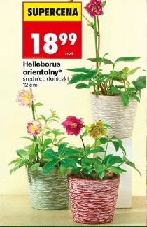 Helleborus orientalny