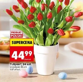 Tulipan, 24 szt.