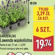 Gardenline Lawenda wąskolistna