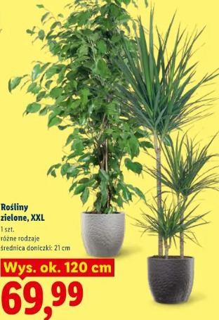 Rośliny zielone, XXL