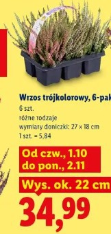Wrzos trójkolorowy, 6-pak