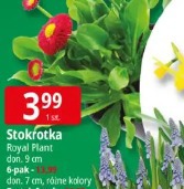 Stokrotka Royal Plant