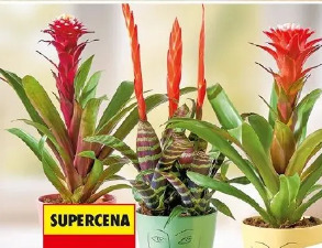 Bromelia novelty