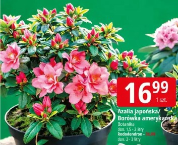 Azalia japońska/Borówka amerykańska Botaniką
