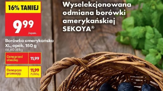 Borówka amerykańska XL