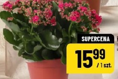 Kalanchoe