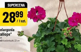 Pelargonia Calliope