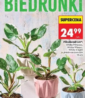 Filodendron White Princess, White Wizard, White Knight