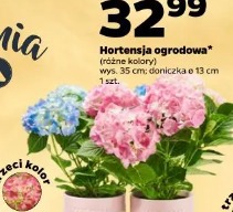 Hortensja ogrodowa