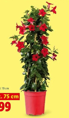 Dipladenia