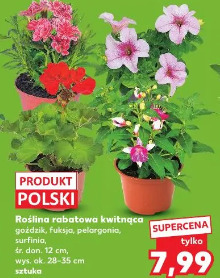 Roślina rabatowa kwitnąca goździk, fuksja, pelargonia, surfinia