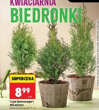 Tuja Szmaragd, 40-60cm