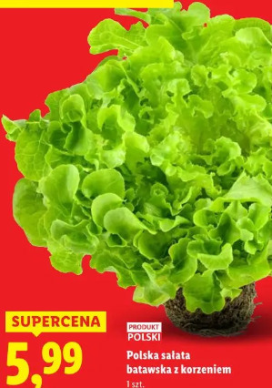 Polska sałata batawska z korzeniem