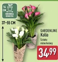 Gardenline Kalia