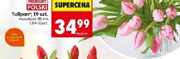 Tulipan, 19 szt.