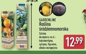 Gardenline Roślina śródziemnomorska