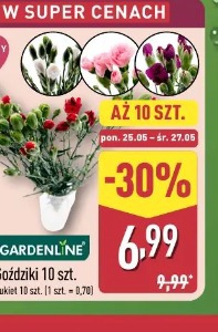 Gardenline Goździki 10 szt.