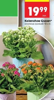 Kalanchoe Queen