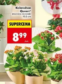 Kalanchoe Queen