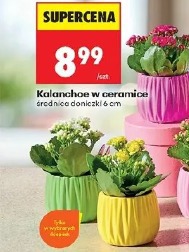 Kalanchoe w ceramice
