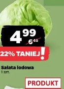 Sałata lodowa