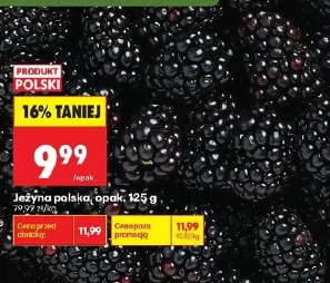 Jeżyna polska