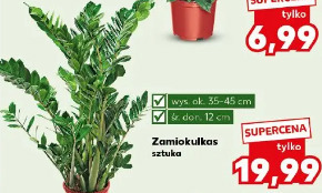 Zamiokulkas