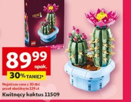 Kwitnący kaktus 11509