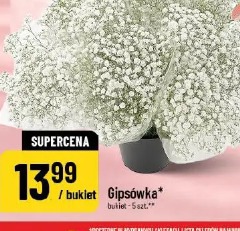Gipsówka
