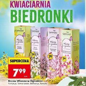 Krzew Wiosna w Ogrodzie