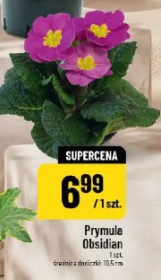 Prymula Obsidian