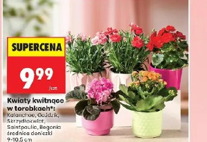 Kwiaty kwitnące w torebkach kalanchoe goździk skrzydłokwiat saintpaulia begonia