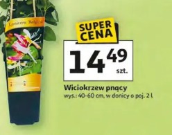 Wiciokrzew pnący